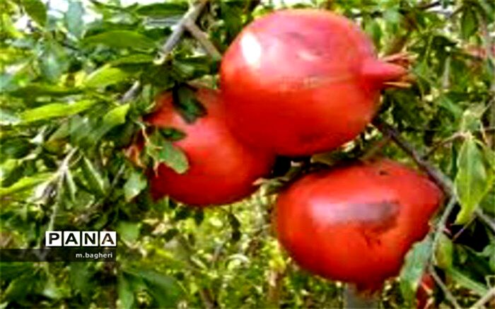 برداشت یاقوت سرخ در شهرکاج