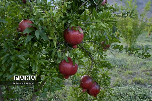 برداشت یاقوت