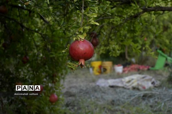 برداشت یاقوت