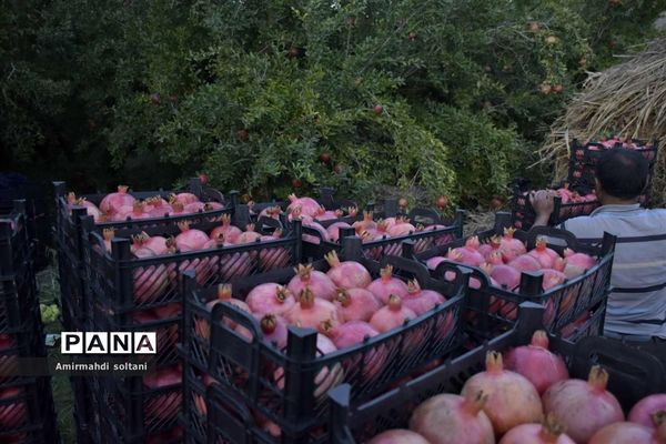 برداشت یاقوت