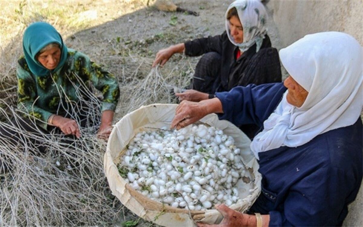 سهم ۶۰ درصدی زنان روستایی در فعالیت نوغانداری