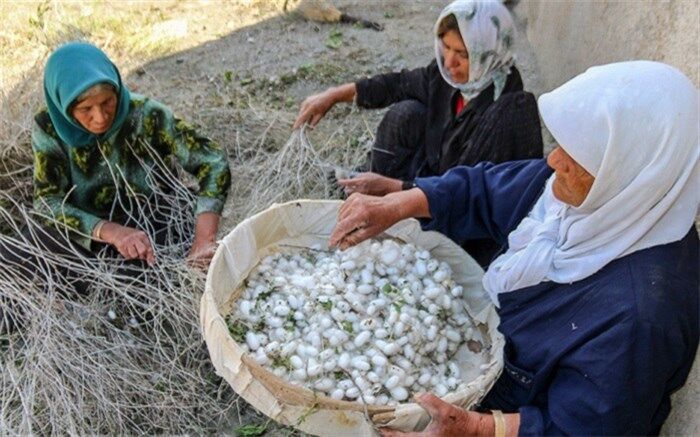 سهم ۶۰ درصدی زنان روستایی در فعالیت نوغانداری