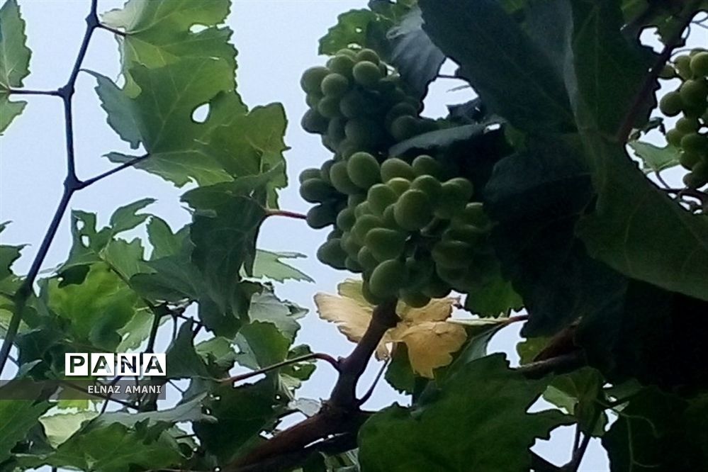 از غوره تا حلوا