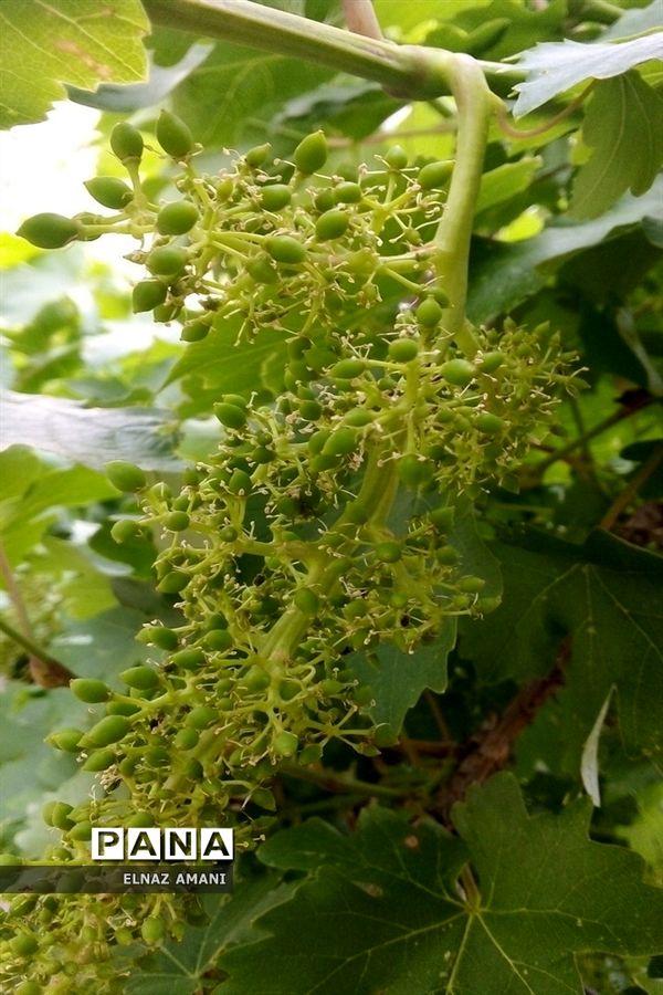 از غوره تا حلوا