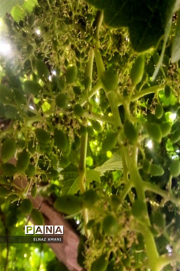 از غوره تا حلوا