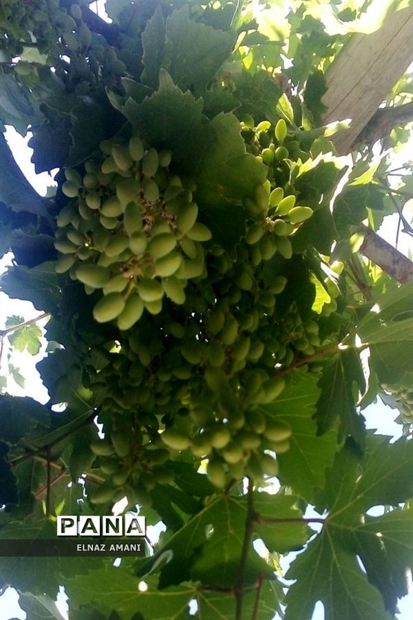 از غوره تا حلوا