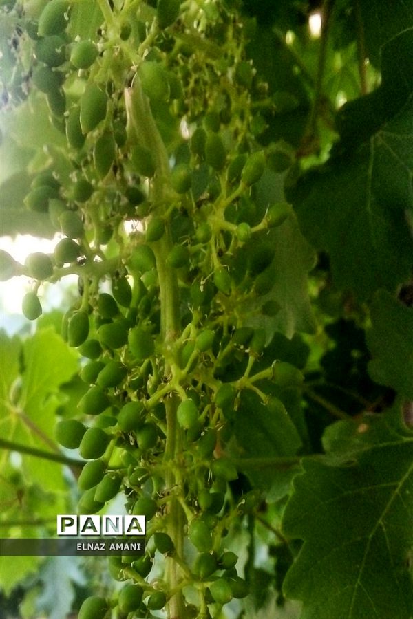 از غوره تا حلوا