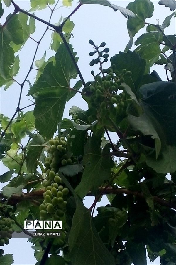 از غوره تا حلوا