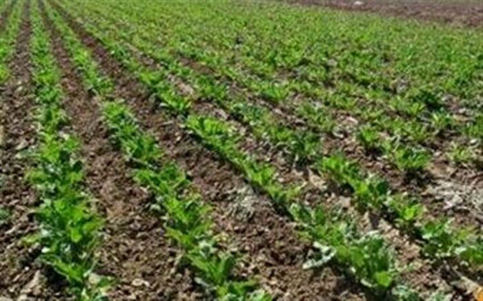 برداشت ۱.۴ میلیون تن چغندر قند بهاره تاکنون