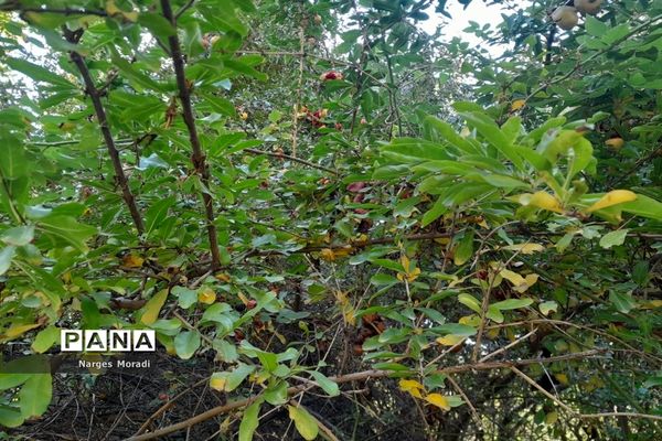 باغ گیاه‌شناسی ملی ایران