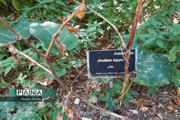 باغ گیاه‌شناسی ملی ایران