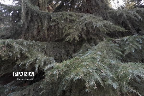 باغ گیاه‌شناسی ملی ایران