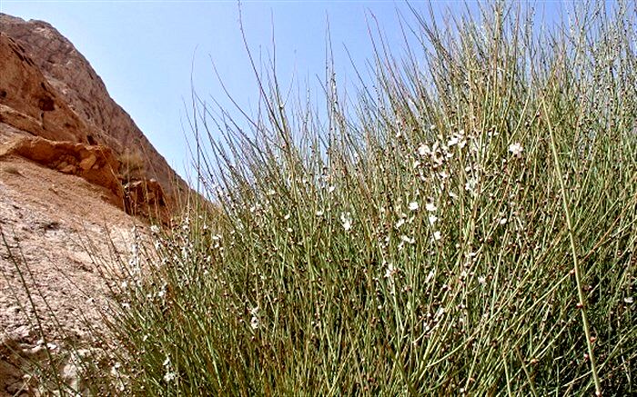 تازیانه خشکسالی بر گونه بادامشک