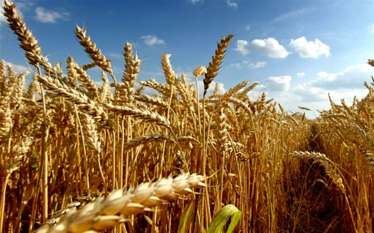 آغاز برداشت گندم در مزارع استان اردبیل