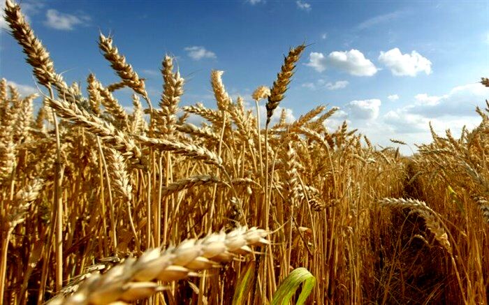 آغاز برداشت گندم در مزارع استان اردبیل