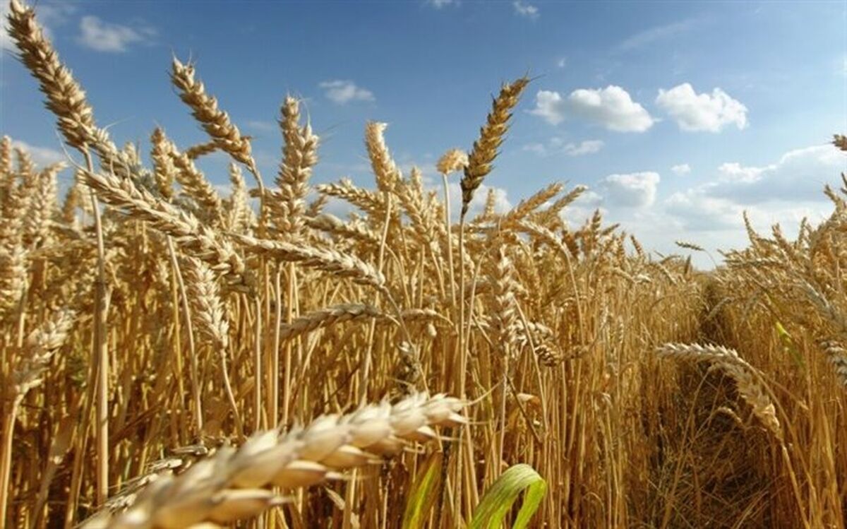 آغاز برداشت گندم در مزارع استان اردبیل
