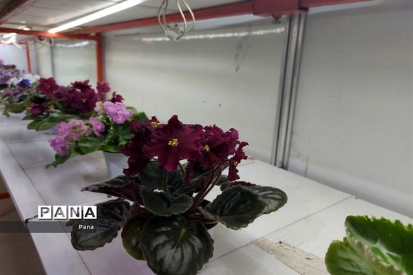 نمایشگاه گل و گیاه در تبریز