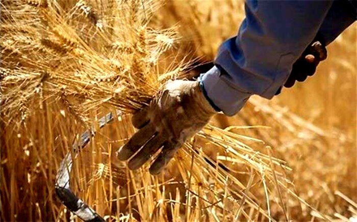 عدم تعجیل کشاورزان در برداشت گندم