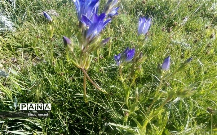 توسعه کشت گیاهان دارویی در دیم‌زارهای کم‌بازده کشور