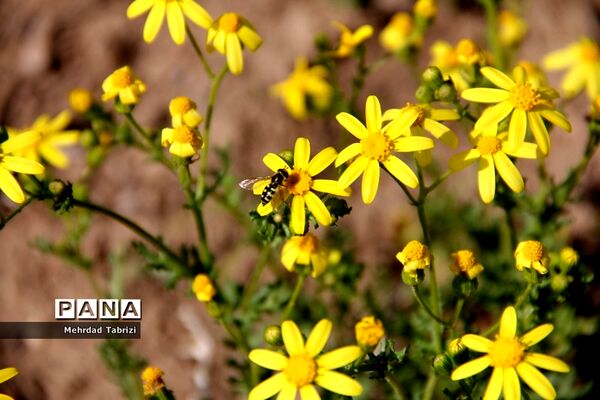 گل و گیاه در طبیعت زیبای ارومیه