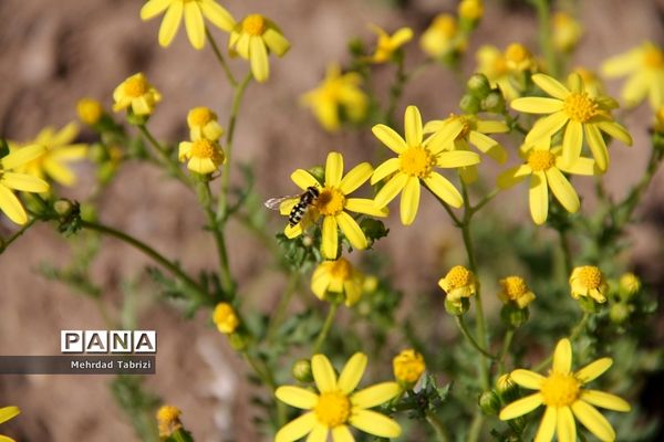 گل و گیاه در طبیعت زیبای ارومیه