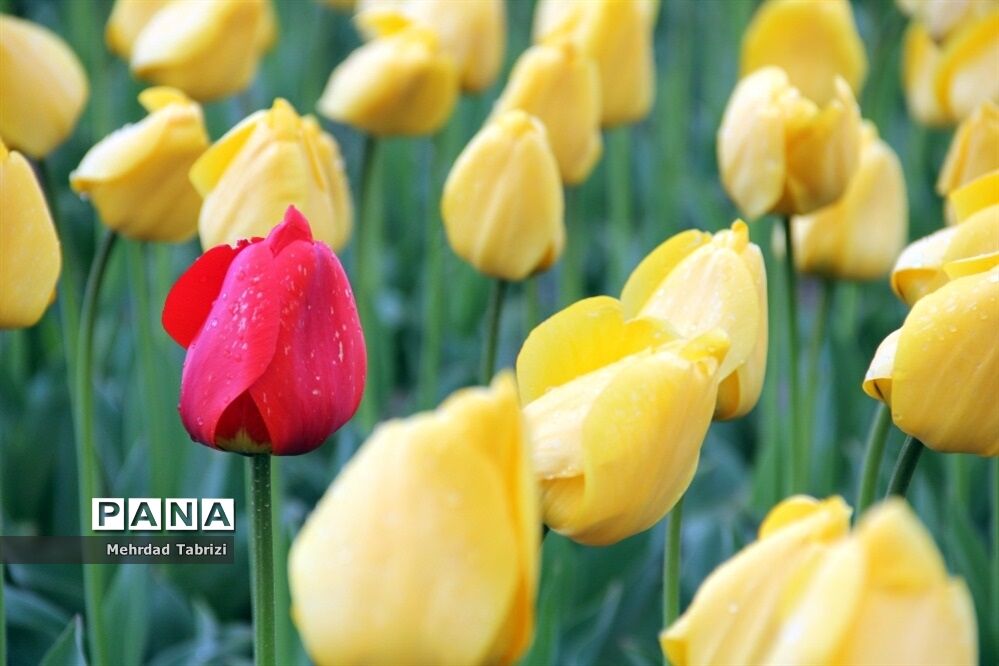 گل و گیاه در طبیعت زیبای ارومیه