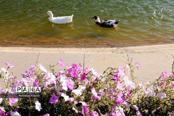 گل و گیاه در طبیعت زیبای ارومیه