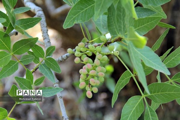 گل و گیاه در طبیعت زیبای ارومیه