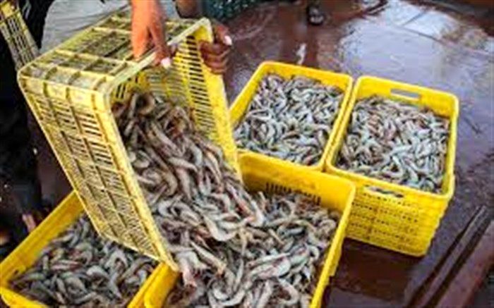 پیش‌بینی تولید ۸۶ هزار تن میگوی پرورشی در سال جاری