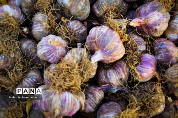 تیمورلو، پایتخت سیر ایران