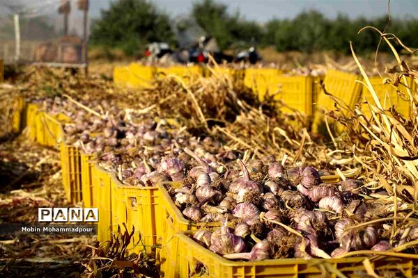 تیمورلو، پایتخت سیر ایران