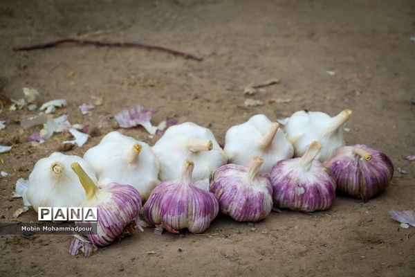 تیمورلو، پایتخت سیر ایران