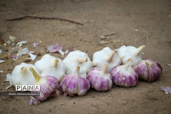 تیمورلو، پایتخت سیر ایران