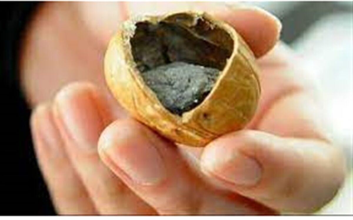 گردوی دنیا پوچ است!