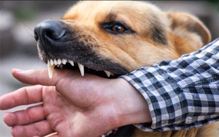 افزایش حیوان گزیدگی در حوزه علوم پزشکی استان سمنان