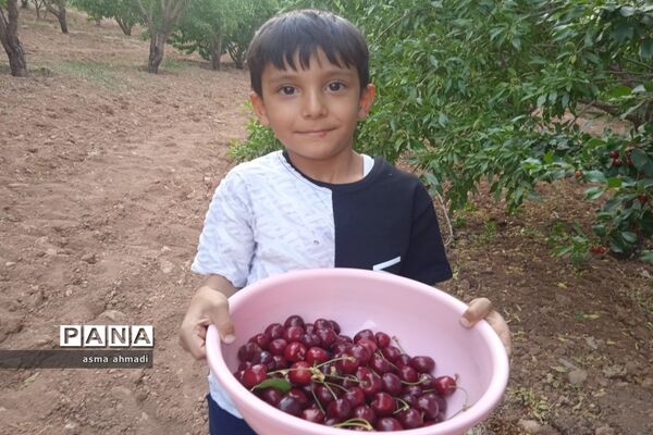 آغاز برداشت گیلاس در شهرستان بن