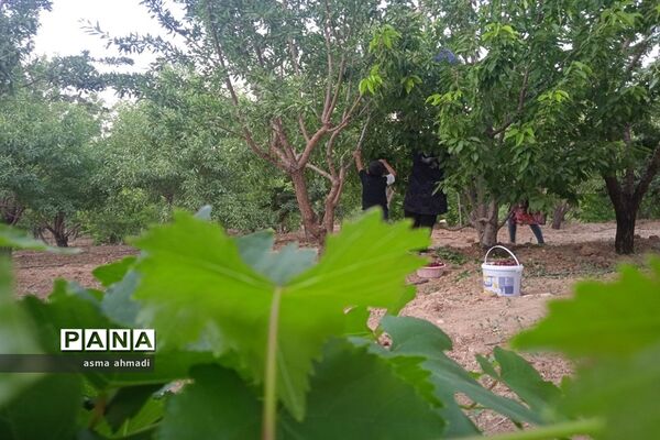 آغاز برداشت گیلاس در شهرستان بن