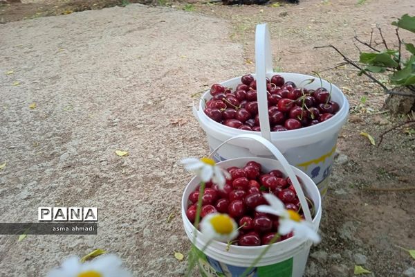 آغاز برداشت گیلاس در شهرستان بن