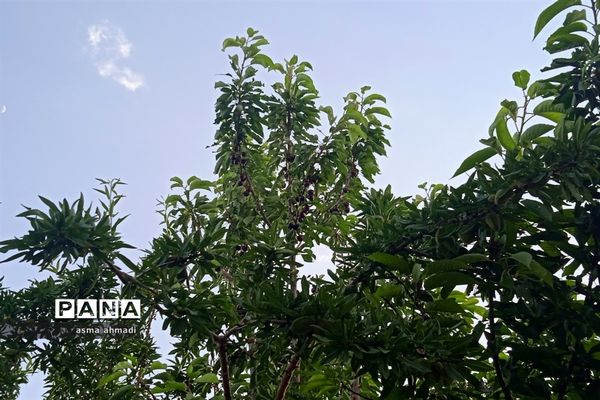 آغاز برداشت گیلاس در شهرستان بن