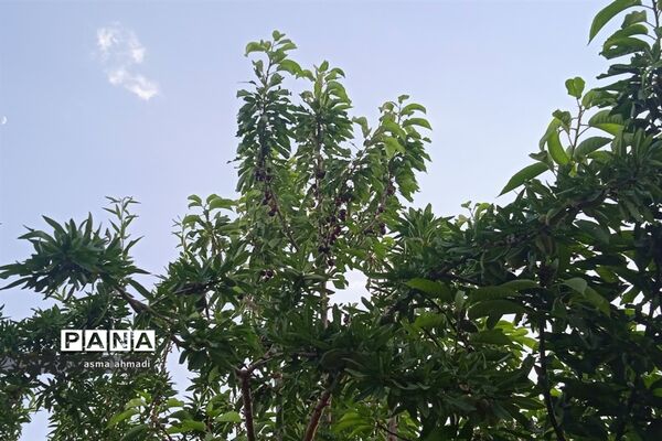 آغاز برداشت گیلاس در شهرستان بن