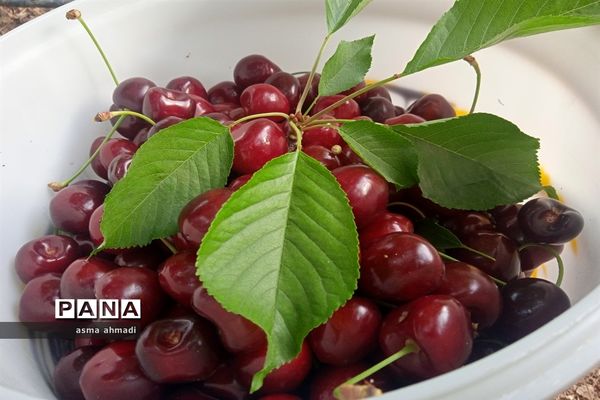 آغاز برداشت گیلاس در شهرستان بن