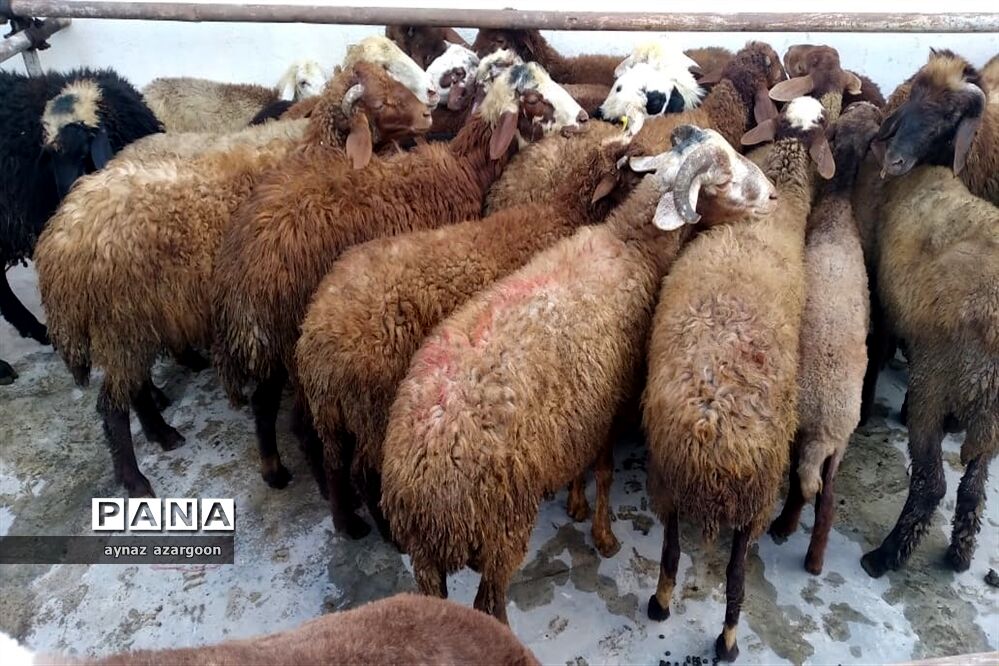 ‌جانمایی ۱۷ مرکز ثابت و موقت عرضه بهداشتی دام در روز عرفه و عید سعید قربان