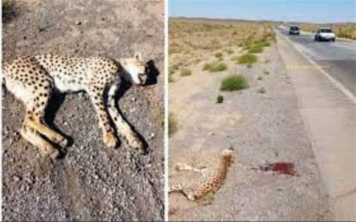 تکرار حادثه تلخ مرگ یوز آسیایی در اثر تصادف