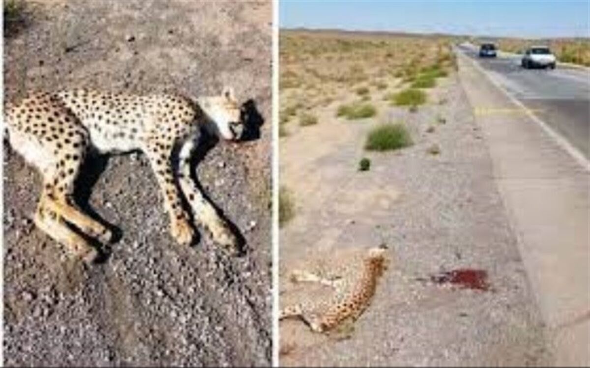 تکرار حادثه تلخ مرگ یوز آسیایی در اثر تصادف