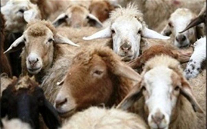 عرضه دام زنده در ۱۷ جایگاه شهرداری تهران برای عید قربان