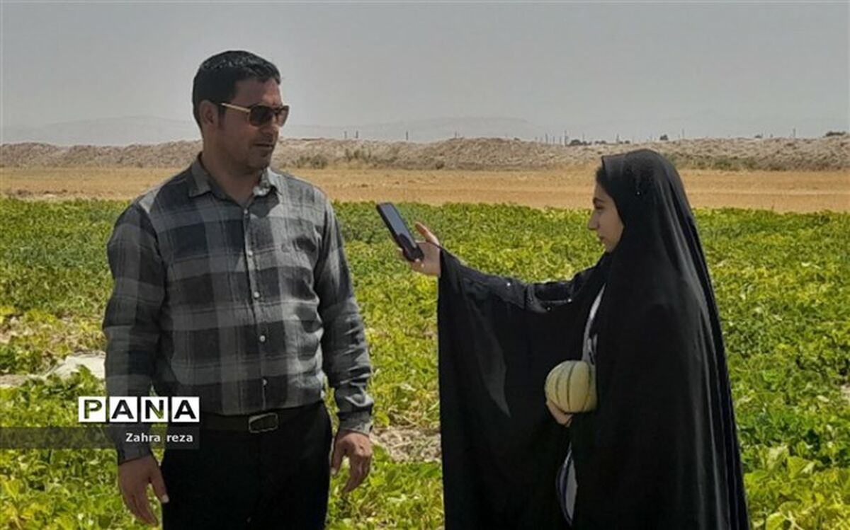 آب‌وهوای دشت ورامین یکی از مهم‌ترین دلایل رونق کشت طالبی در جوادآباد/ فیلم