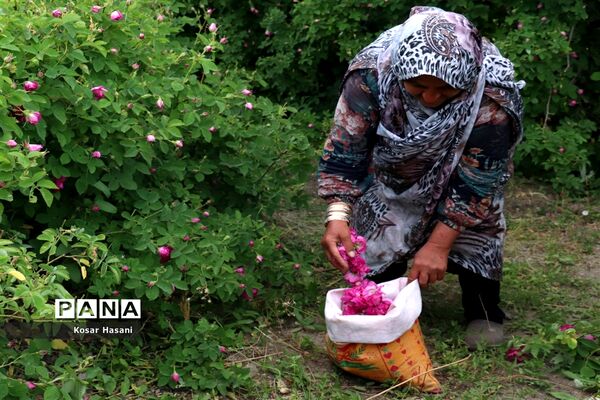 برداشت رز دمشقی در روستای عنصرود تبریز