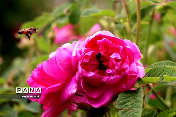 برداشت رز دمشقی در روستای عنصرود تبریز