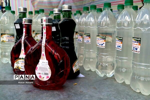 برداشت رز دمشقی در روستای عنصرود تبریز
