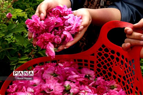 برداشت رز دمشقی در روستای عنصرود تبریز